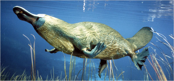 platypus.span.600.jpg