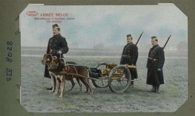 belgian-army-machine-guns-pulled-by-dogs (Small).jpg