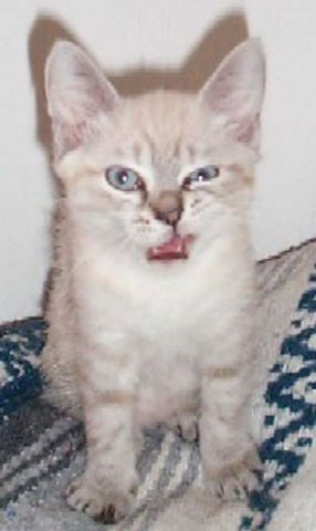 Ferocious Snarl.jpg