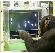 chimpwargamer.JPG